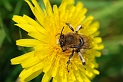 Anthophora plumipes male